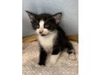 Adopt Sour Patch A Domestic Short Hair