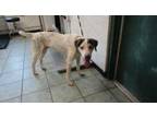 Adopt Tanner a Hound, Mixed Breed