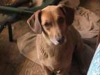 Adopt Anna a Basset Hound, Labrador Retriever