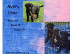 Adopt Mollis Litter a Labrador Retriever, Black Labrador Retriever