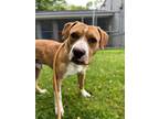Adopt Levi a Terrier, American Staffordshire Terrier