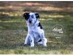Adopt Shep a Australian Shepherd, Australian Cattle Dog / Blue Heeler