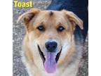 Adopt Toast a German Shepherd Dog