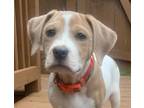 Adopt Avalon a Labrador Retriever, Beagle