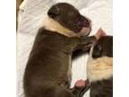 Adopt Quinn A Pit Bull Terrier