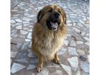Adopt Chongo a Leonberger, Newfoundland Dog