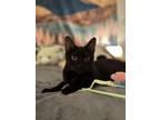 Adopt Empress - In Foster Home a Domestic Short Hair