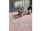 Adopt Kane a American Staffordshire Terrier