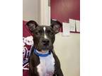 Adopt Daisy2 a Pit Bull Terrier, Mixed Breed