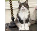 Adopt Pearl a Norwegian Forest Cat, Extra-Toes Cat / Hemingway Polydactyl