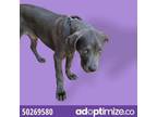 Adopt 50269580 a Mastiff, Mixed Breed