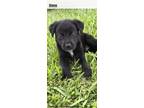 Adopt Luca a Labrador Retriever, Mixed Breed