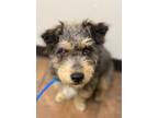 Adopt Stormy a Wirehaired Terrier