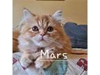 Adopt Tang, Quik, Mars a Persian