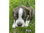Adopt Rya a Pit Bull Terrier