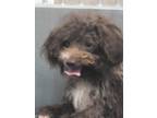Adopt Chacha a Poodle