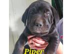 Adopt Piper a Labrador Retriever, Mixed Breed