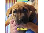 Adopt Willow a Labrador Retriever, Mixed Breed