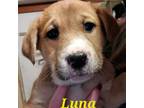 Adopt Luna a Labrador Retriever, Mixed Breed