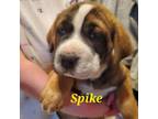 Adopt Spike a Labrador Retriever, Mixed Breed