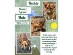 Adopt Heckle a Hound, Labrador Retriever