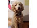 Adopt Luffy a Goldendoodle