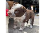 Adopt Franklin A Australian Cattle Dog / Blue Heeler, Labrador Retriever