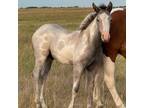 Mcues Special Spark APHA Yearling Grey Overo Colt beautiful mover