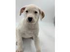 Adopt Bea a Mixed Breed (Medium) / Mixed dog in Thousand Oaks, CA (34779304)
