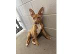 Adopt Anna a Red/Golden/Orange/Chestnut Pit Bull Terrier / Mixed dog in