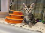 Adopt ZINNIA a Brown Tabby Domestic Shorthair / Mixed (short coat) cat in