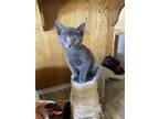 Adopt PUMPKIN a Gray or Blue Domestic Shorthair / Mixed (short coat) cat in San