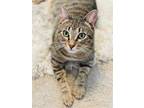 Adopt OLIVER a Brown Tabby Domestic Shorthair / Mixed (short coat) cat in
