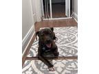 Adopt Simon a Brindle American Pit Bull Terrier dog in Ponchatoula