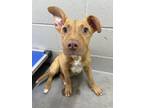 Adopt Elsa a Red/Golden/Orange/Chestnut Pit Bull Terrier / Mixed dog in