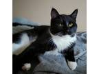 Adopt S'mores a Domestic Shorthair / Mixed cat in Kelowna, BC (34779289)