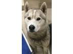 Adopt Bon Bon a Siberian Husky / Mixed dog in Grand Rapids, MI (34779271)