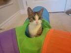 Adopt Rosalie a Tan or Fawn Tabby Domestic Shorthair (short coat) cat in