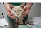 Adopt Creamsicle a White Domestic Shorthair / Domestic Shorthair / Mixed cat in