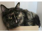 Adopt Poppy a Domestic Mediumhair / Mixed cat in Lincoln, NE (34779195)