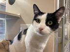 Adopt Sian a Domestic Shorthair / Mixed cat in Lincoln, NE (34779191)