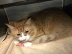 Adopt Boots a Orange or Red Domestic Longhair / Domestic Shorthair / Mixed cat