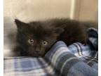 Adopt Scooter the Carrot a All Black Domestic Longhair / Domestic Shorthair /