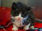 Adopt a Black & White or Tuxedo Domestic Mediumhair / Mixed (medium coat) cat in