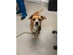 Adopt PEBBLES a Brown/Chocolate Boxer / Beagle / Mixed dog in Lincolnton