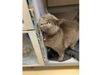 Adopt MADISON a Gray or Blue Domestic Mediumhair / Mixed (medium coat) cat in