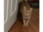 Adopt GARFIELD a Orange or Red Tabby Maine Coon / Mixed (medium coat) cat in