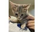 Adopt 50276894 a Gray or Blue British Shorthair / Domestic Shorthair / Mixed cat