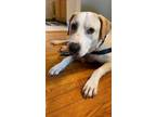 Adopt Big Ben a Tan/Yellow/Fawn Retriever (Unknown Type) / Mixed dog in Oak Pak