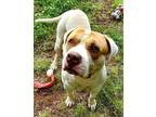 Adopt Diesel a White - with Tan, Yellow or Fawn Pit Bull Terrier / Mixed dog in
